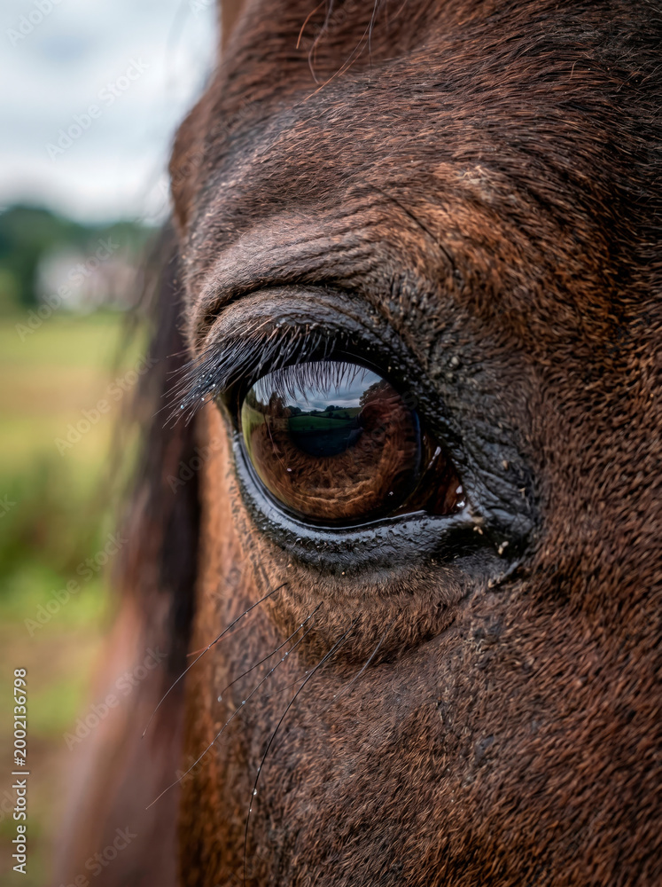 Naklejka premium Close-up de olho de cavalo com reflexo do campo ao fundo