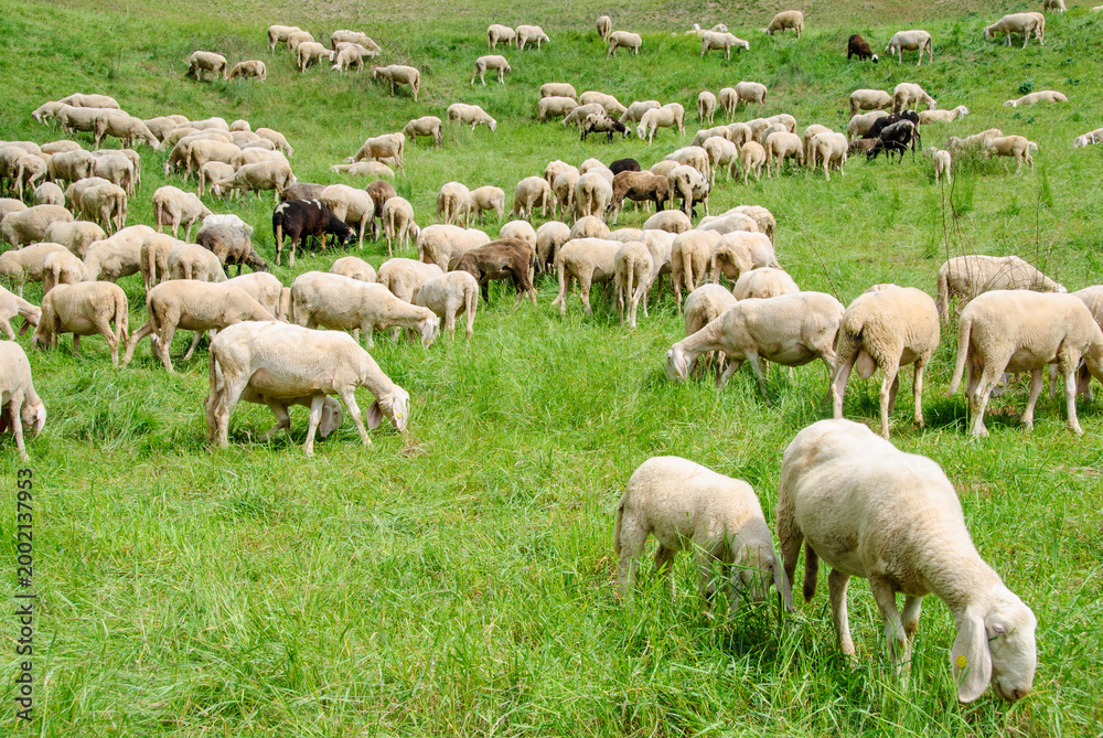 Fototapeta premium Large flock of sheep grazing on a green mountain meadow surrounded by forest and hills, capturing peaceful rural life and natural countryside.