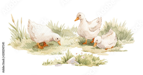 Watercolor Geese Farm Illustration Rustic Country Animals Hand Painted Ducks Meadow Scene Cottagecore Farmhouse Style