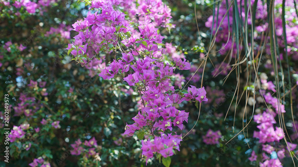 Obraz premium purple bougainvillea flowers blooming on a vine in a sunny tropical garden
