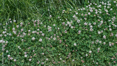 Obraz na plátne A field of white clover flowers blooming densely among green grass in the wild