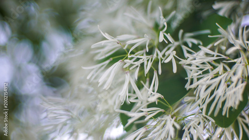 Valokuva Close-up of delicate white flowers with long narrow petals and green leaves in s