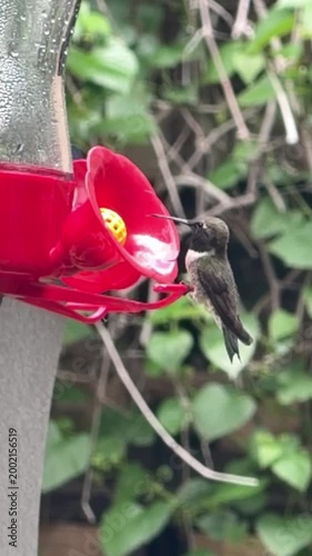 hummingbird in Fort Worth, Texas, USA.