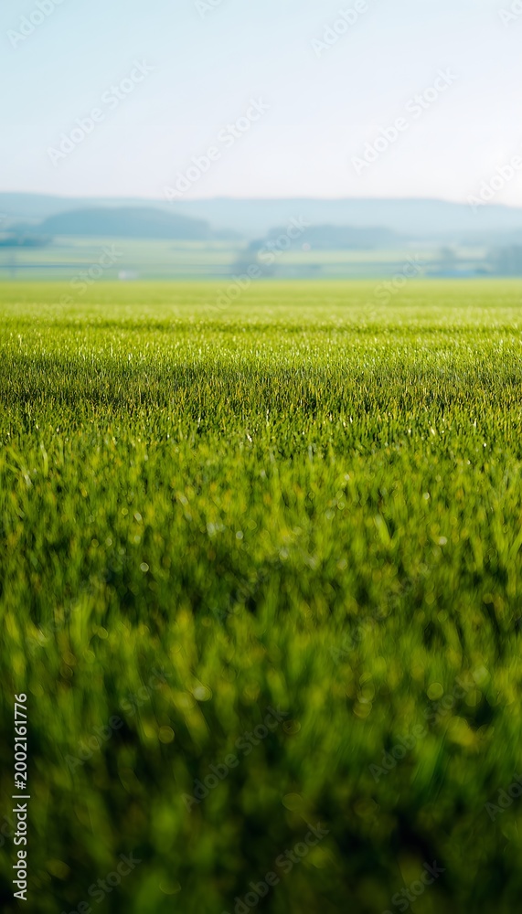 Fototapeta premium Serene summer field bathed in sunlight a tranquil rural landscape evokes peaceful calm and fresh green beauty