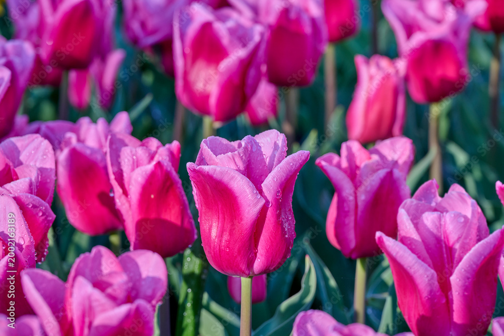 Obraz premium Wester-Amstel tulip with dewdrops on the petals in the morning sun