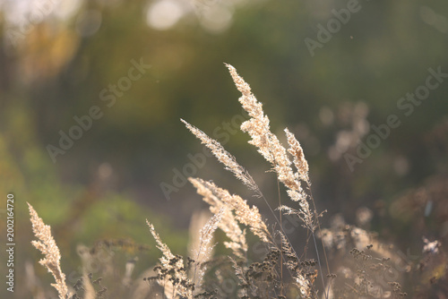 Golden dry grass stalks illuminated by soft sunlight in a tranquil meadow