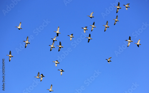A flock of ducks flies in formation across a clear blue sky
