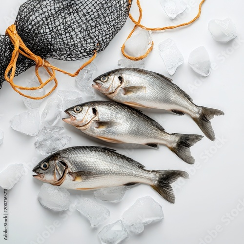 Three fresh gilthead bream fishes are displayed on a white surface with ice cubes and a fishing net, showcasing a recent catch and offe a culinary delight.