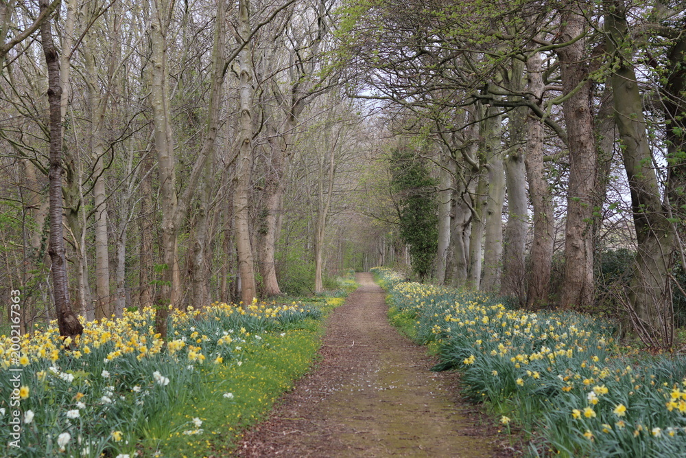 Fototapeta premium Woodland path lined with daffodils