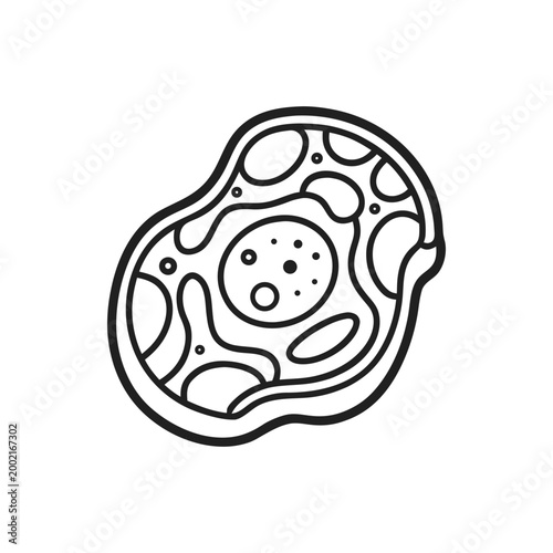 Cell Anatomy Outline Vector Graphic