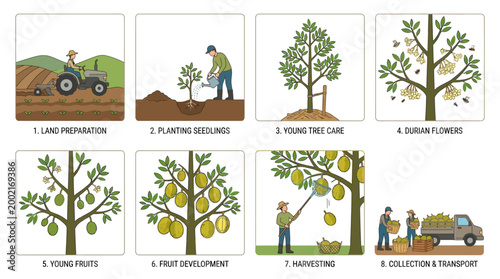 Visual guide illustrating the complete lifecycle of durian cultivation from land preparation to harvesting and transport.