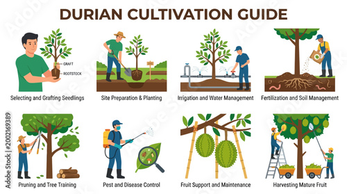 Step-by-step illustrated guide showcasing the complete durian cultivation process from seedling selection to fruit harvesting