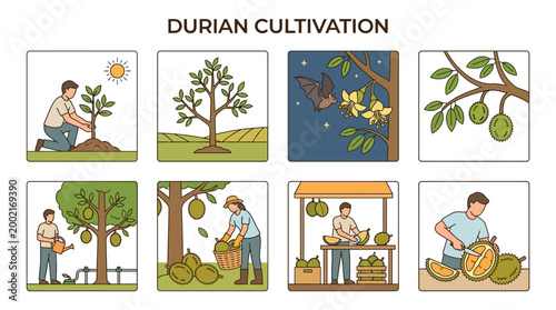 Informative set of illustrations showing the entire durian cultivation cycle from planting trees to harvesting and selling the ripe fruit