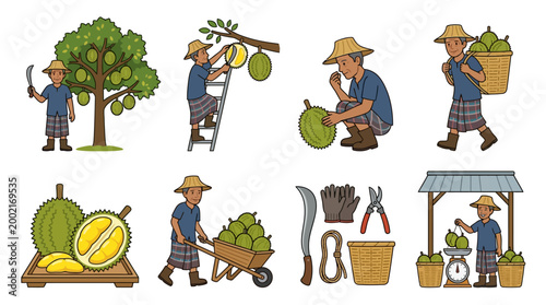 Illustrated set of durian farming process showing a farmer harvesting, collecting, and selling the spiky tropical fruit.