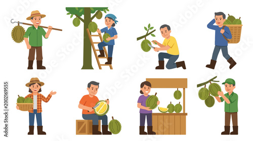 Farmers harvesting and selling ripe durian fruits while showcasing various essential tasks involved in the traditional tropical orchard cultivation process