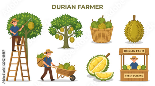 Diverse durian farming activities showcase a farmer harvesting fruits from a tree, transporting them by wheelbarrow, and selling fresh durians at a farm stand.