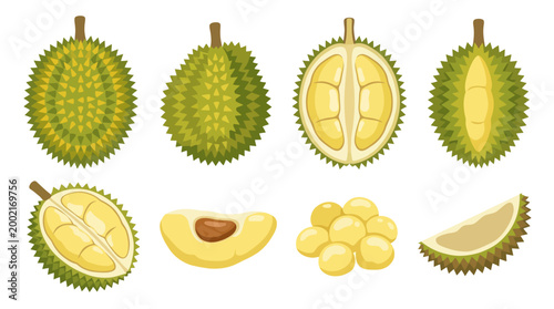 Several whole durian fruits and sliced pieces showing yellow flesh arranged in a collection for healthy food marketing designs