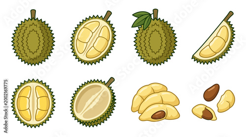 Illustrations of fresh tropical durian fruit showing its thorny green skin, yellow creamy pulp, and dark brown seeds.