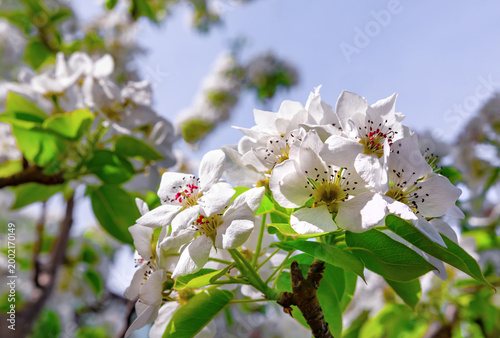 White blossoms are blooming on the tree branch.