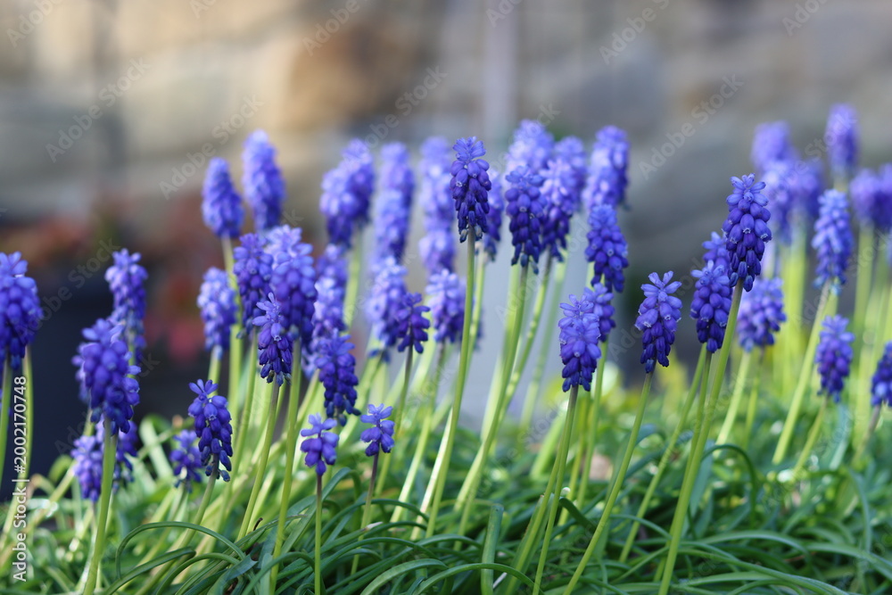 Fototapeta premium Blue muscari or grape hyacinth flowers