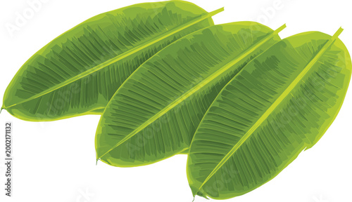 Tropical Banana Leaves Set, Lush Green Exotic Foliage Illustration for Summer, Jungle, Nature and Botanical Design