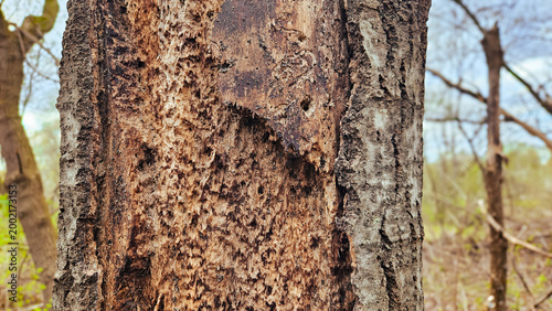 Close-up of a tree with severe bark damage and holes from woodpeckers hunting wood-boring insects. Environmental or forest health themes.
