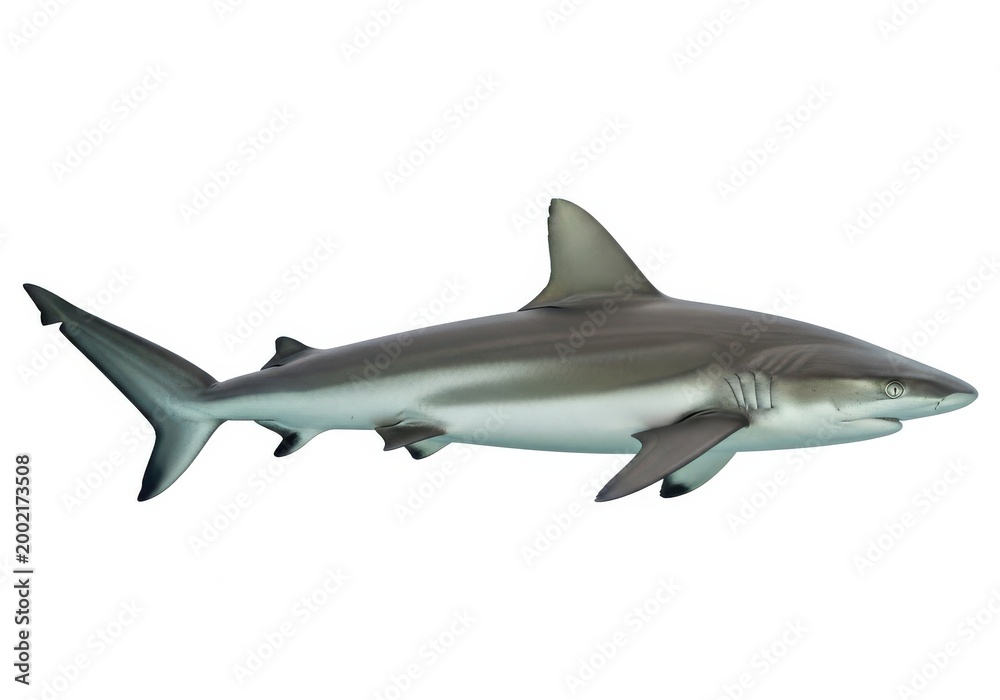 Fototapeta premium Graceful depiction of a gray shark swimming in open waters isolated on white background