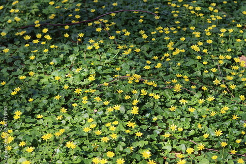 Fotografía Lesser celandine flowers in a woodland in spring
