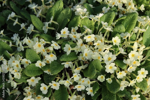 Photography Wild primroses in a woodland in spring