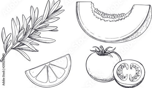 Hand-drawn of rosemary sprig, orange slice, tomato, and melon slice white background
