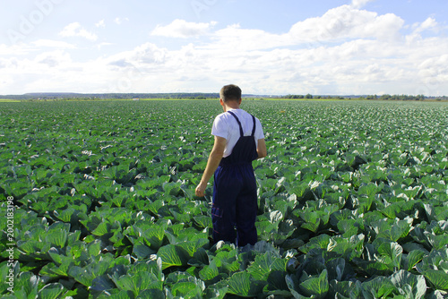 Farmer control quality of cabbage crop before harvesting. Woman agronomist using digital tablet and modern technology in agricultural field.