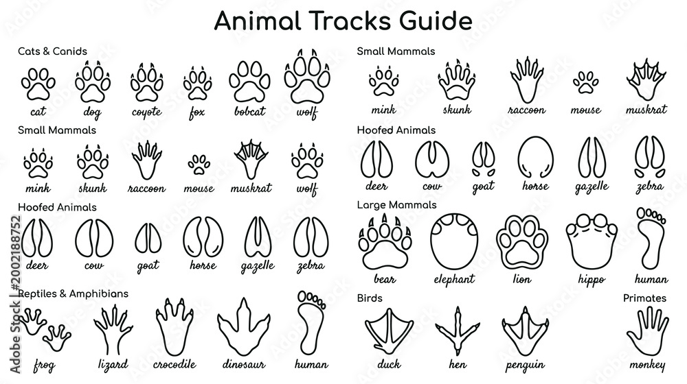 Fototapeta premium Comprehensive animal tracks guide illustration for wildlife identification.