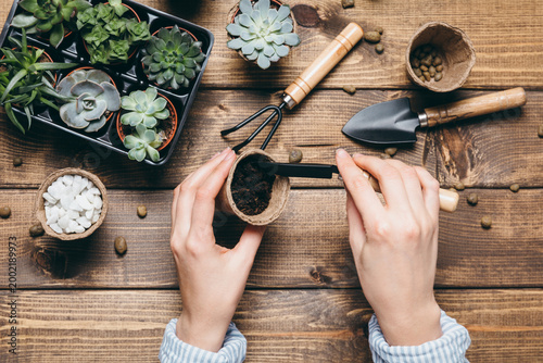 Gardening - set of tools for gardener and succulents seedlings on wooden table background. Spring garden works concept, home jungle, home hobby for whole family.