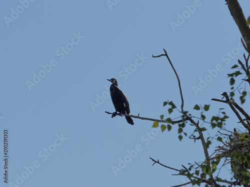 Grand cormoran sur une branche au parc du marquenterre
