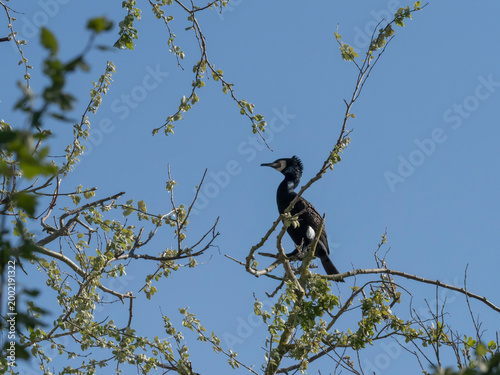 Grand cormoran au parc du marquenterre