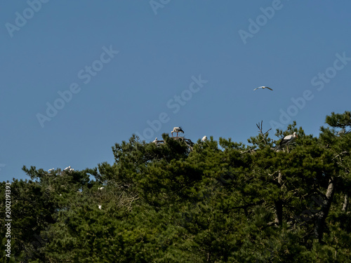 cigognes au parc du marquenterre pendant leur migration