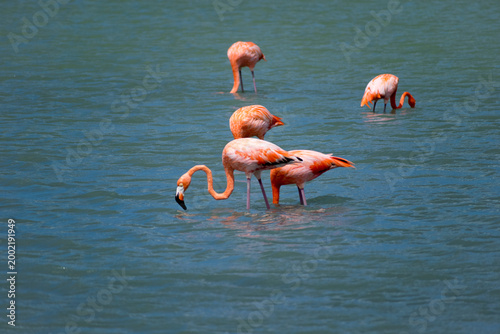 Flamingos in the water