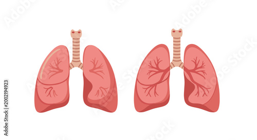 Detailed medical illustration showing two pairs of human lungs with bronchi and respiratory system components for anatomical study.