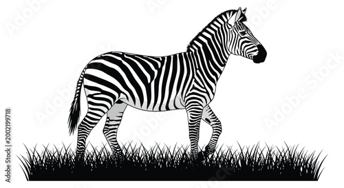 zebra standing on grass silhouette high quality professional detailed modern elegant stylish clean crisp vibrant colorful digital creative innovative contemporary premium