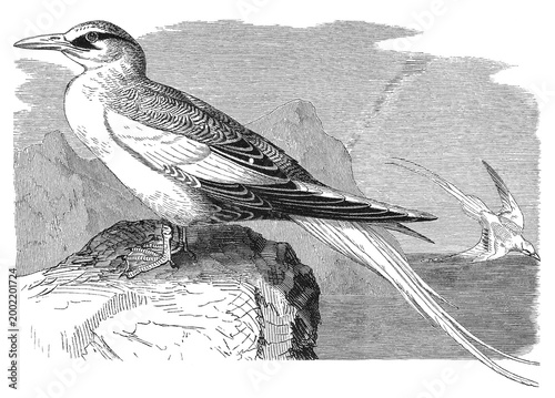 Canvas Print Phaethon aethereus, Red-billed Tropicbird, two white seabirds, one perching on rock, one flying over water, mountainous coastal landscape, vintage ornithological engraving, old illustration, 1897