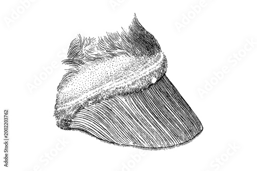 Tableau sur toile Equine Hoof Anatomy, Coronary Band, Detailed Close-Up Illustration with Fine Textured Lines, Old Vintage Illustration, 1889