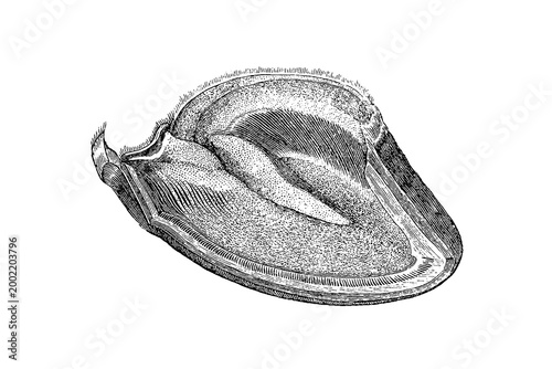 Quadro su tela Equine Hoof Anatomy, Horizontal Section of the Outer Wall, Detailed Monochrome Illustration with Curvature and Texture, Old Vintage Illustration, 1889