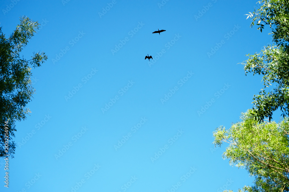 Fototapeta premium Black ibis in full flight. They are wading birds with long necks and long, downward-curved beaks