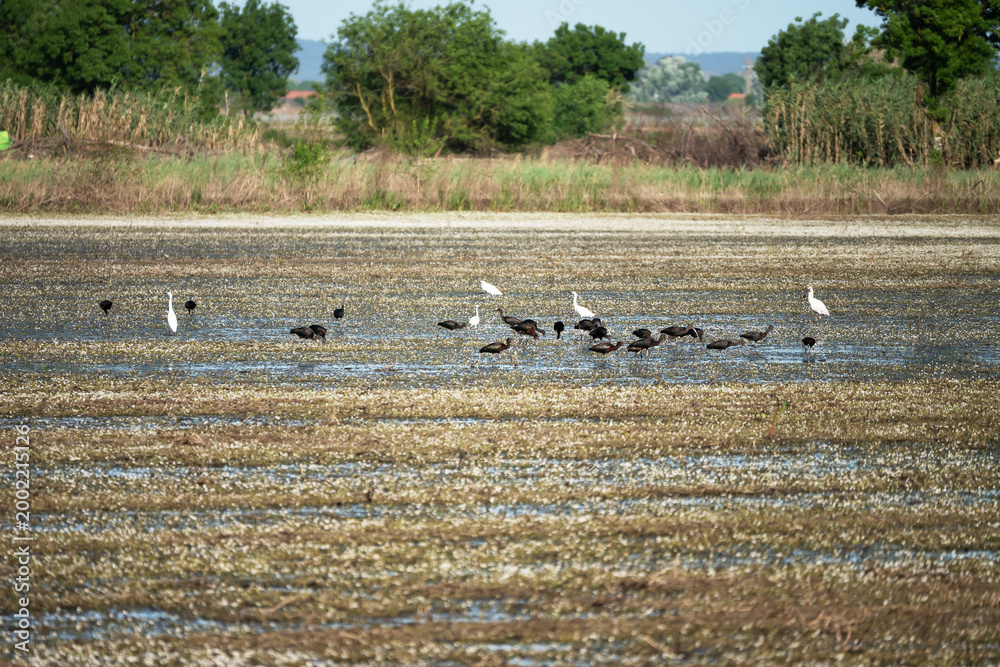 Fototapeta premium Black ibis and white herons searching for food in wetlands
