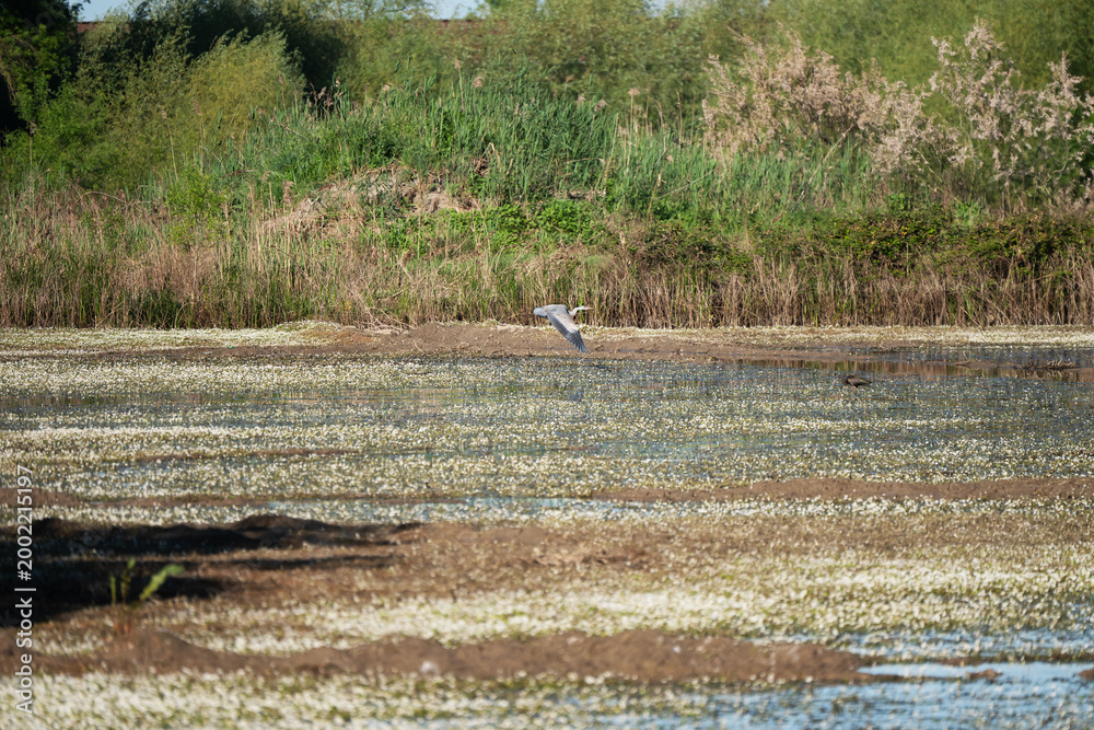 Fototapeta premium Royal egret flying over a swamp.