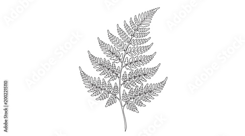 Detailed botanical line art illustration of a fern leaf, perfect for natural designs and ecological themes. A delicate vector graphic for various projects