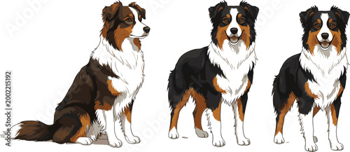 Set of Australian Shepherd dog characters in various poses including sitting and standing with tricolor black white and tan fur for pet care animal lovers and veterinary vector illustration designs.