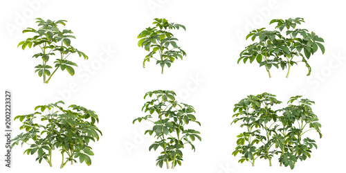 Collection of Schefflera plants on transparent background