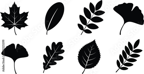 Black silhouette leaf collection a botanical study in contrast