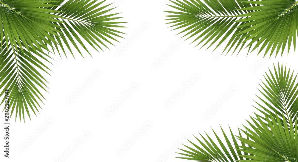 Fototapeta premium Tropical Palm Leaves Frame Border on White Background Minimal Green Nature Design
